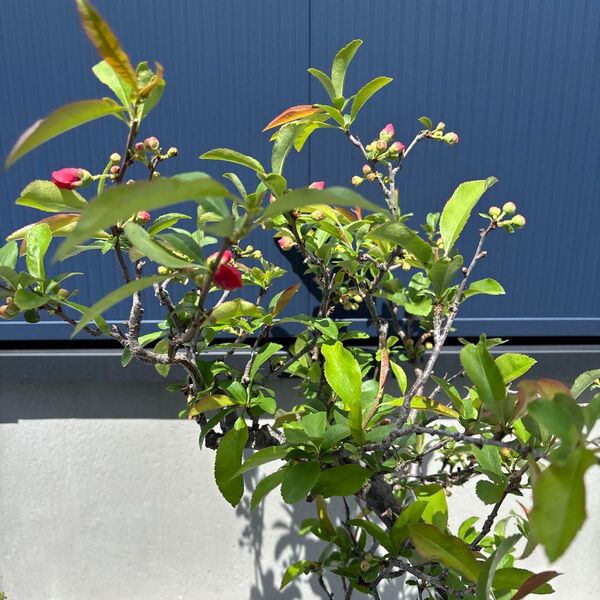 木瓜 ボケ ボケの花 盆栽 鉢花