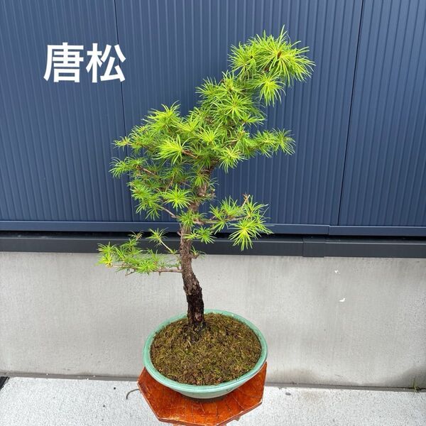 唐松 盆栽