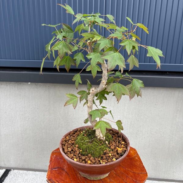 小葉楓 カエデ 盆栽