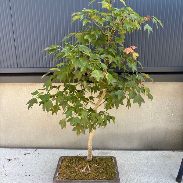小葉カエデ 楓 盆栽 植木