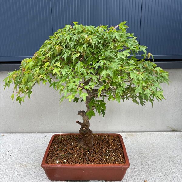 小葉性かえで 盆栽 カエデ 楓