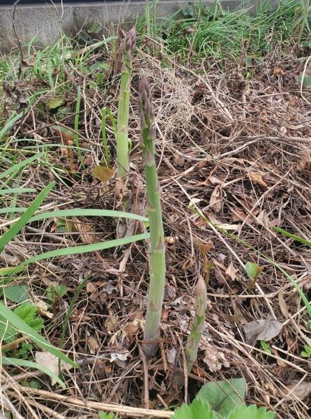 東京多摩地区より!無農薬!アスパラガス苗!箱を含めて200~300g入れてゆうパケットプラスにて発送いたします!