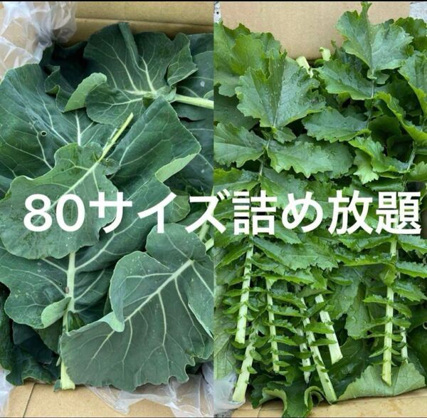 ブロッコリーの葉っぱ ブロッコリーの葉 大根の葉 80サイズに詰め放題