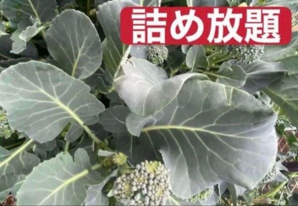 ☆ 無農薬ブロッコリーの葉っぱ☆ ブロッコリーの葉 80サイズに詰め放題