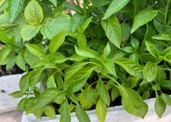 無農薬 青唐辛子の苗 7本