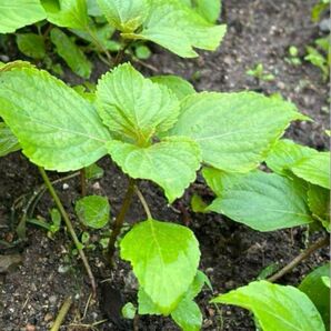 自然栽培 エゴマの苗 8株プラス増量2株