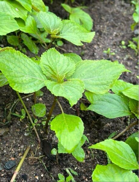 無農薬栽培 エゴマの苗 5株