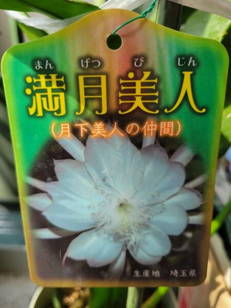 月下美人(満月美人) 抜き苗 1本