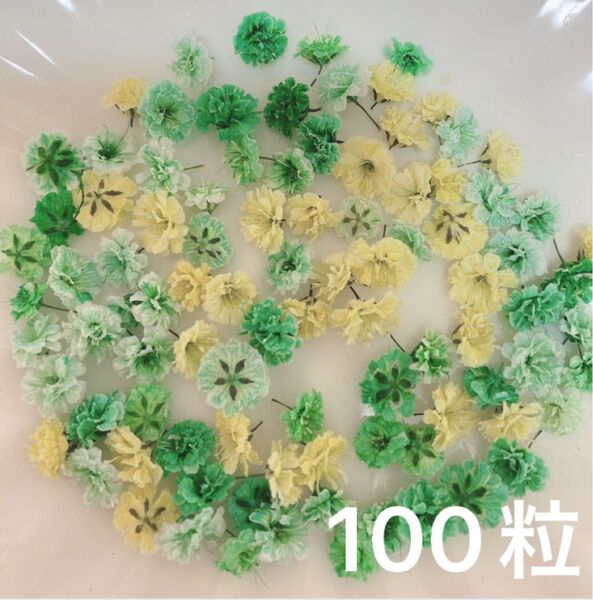 グリーン系 かすみ草ドライフラワー100粒