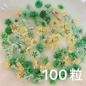 グリーン系 かすみ草ドライフラワー100粒