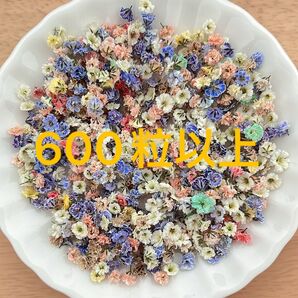 ★訳あり★600粒以上かすみ草