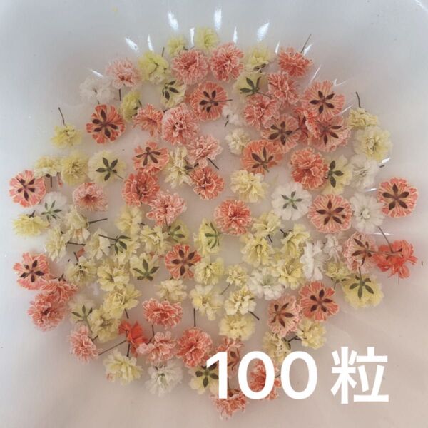 オレンジ系 かすみ草ドライフラワー100粒