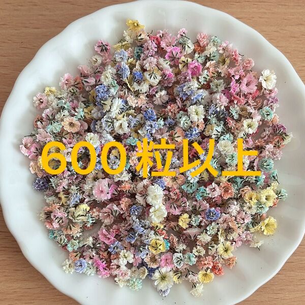 ★訳あり★600粒以上かすみ草