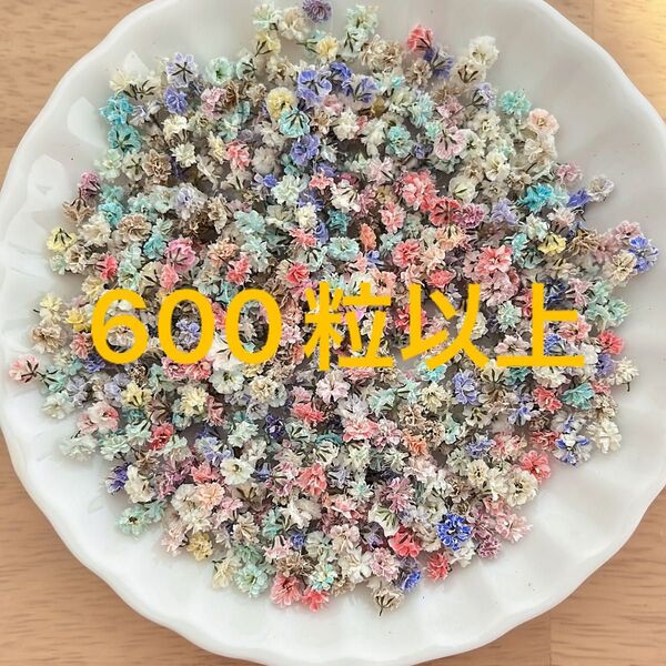 ★訳あり★600粒以上かすみ草