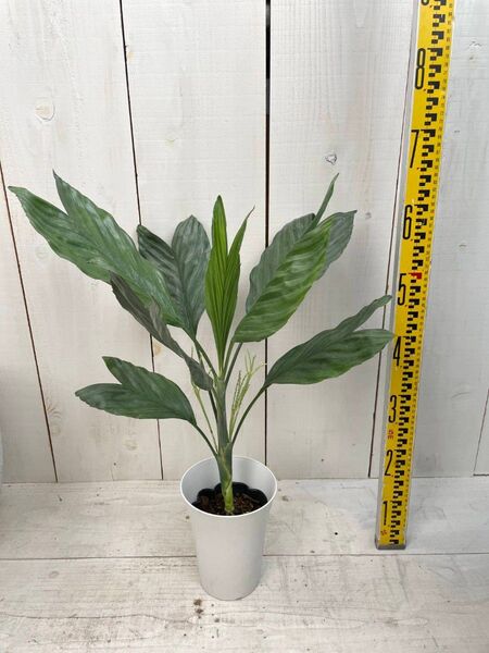 【観葉植物】チャメドレアメタリカ 5号鉢 高さ65cm 幅50cm