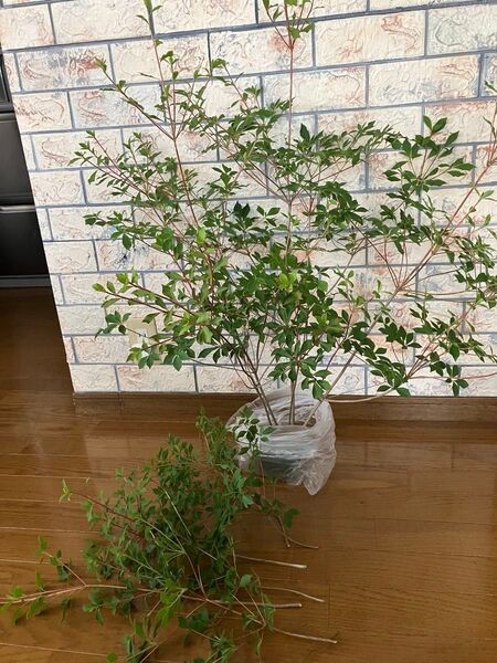 ドウダンツツジ 切り枝 80cm前後