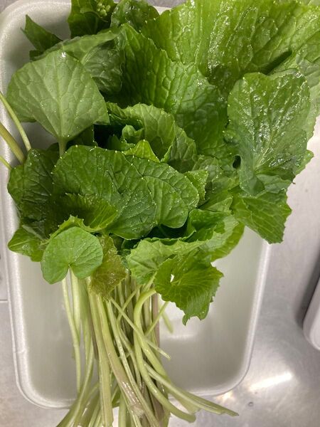 天然葉ワサビ 湧水で育った葉わさび250g