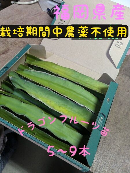 福岡県産ドラゴンフルーツ苗 白肉腫カット苗5〜15本