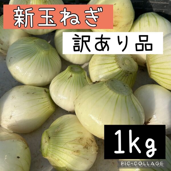 新玉ねぎ Sサイズ 訳あり 約1kg