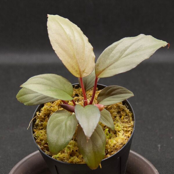 LA便 ホマロメナ/Homalomena sp Solok(赤) LA0616-03
