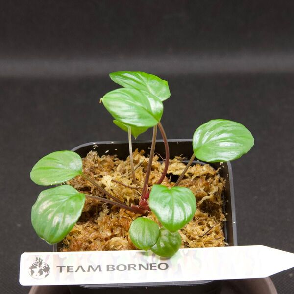 ホマロメナ/Homalomena terajaensis“Labi”Green Brunei ①
