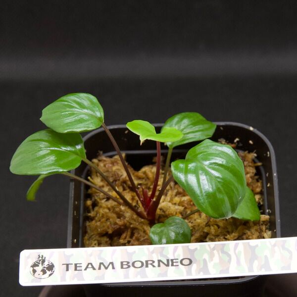 ホマロメナ/Homalomena terajaensis“Labi”Green Brunei ②