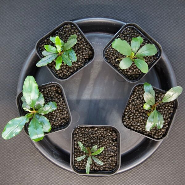 ブセファランドラ5種/Bucephalandra