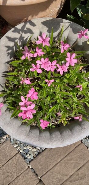 アッツ桜ピンクの花 50株