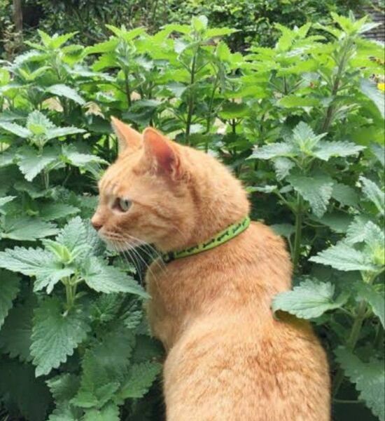 キャットニップ 苗