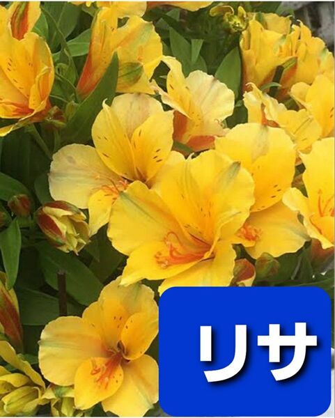 アルストロメリア 球根