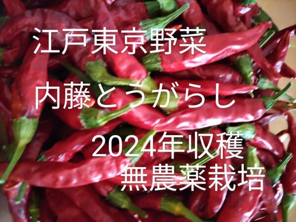 江戸東京野菜 内藤とうがらし 50本