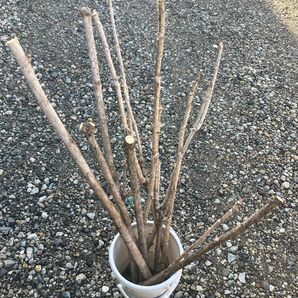 タラの芽 苗木 山菜