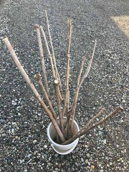 タラの芽 苗木 山菜