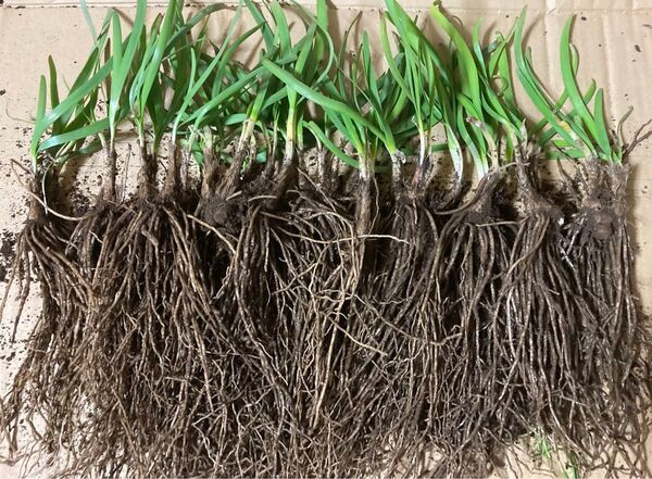 健康野菜ニラの苗。家庭菜園で草木灰、卵の殻を撒いて、バナナとみかんの皮で自家製酵素をかけたりして育てた無農薬なニラ。