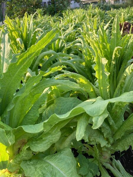 無農薬で栽培した茎レタス。シャキシャキとした歯ごたえがあり、食感が抜群です。葉っぱも栄養価が高い