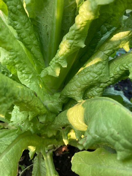家庭菜園で栽培した無農薬の茎レタスです。