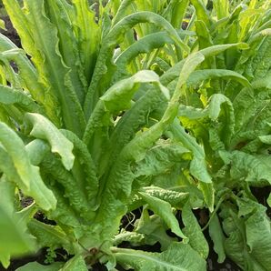 無農薬で栽培した茎レタス。シャキシャキとした歯ごたえがあり、食感が抜群です。葉っぱも栄養価が高い
