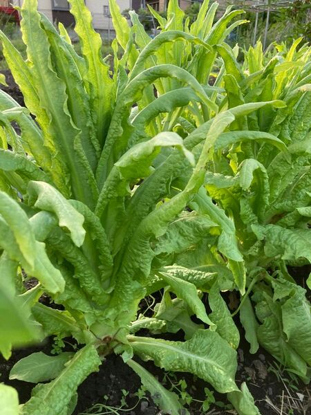 家庭菜園で栽培した無農薬の茎レタスです。シャキシャキとした歯ごたえがあり、食感が抜群です。葉っぱも栄養価が高いです。