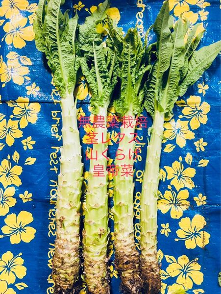 愛情を込めて丁寧に栽培した無農薬の茎レタス。シャキシャキとした歯ごたえがあり、食感が抜群です。寒い冬を越して元気に成長しました。