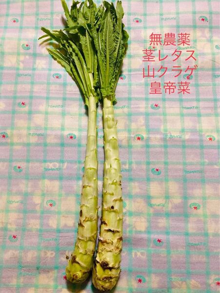無農薬で栽培した茎レタス。シャキシャキとした歯ごたえがあり、食感が抜群です。葉っぱも栄養価が高いです。今は旬です。