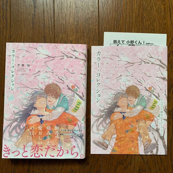 カラーコレクション アニメイトリーフレット、ペーパー付き/芹澤知