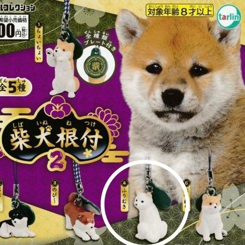 柴犬根付2 ふりむき 白柴 ガチャガチャ