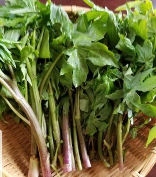 岩手県産天然シドケ 山菜 200グラム強