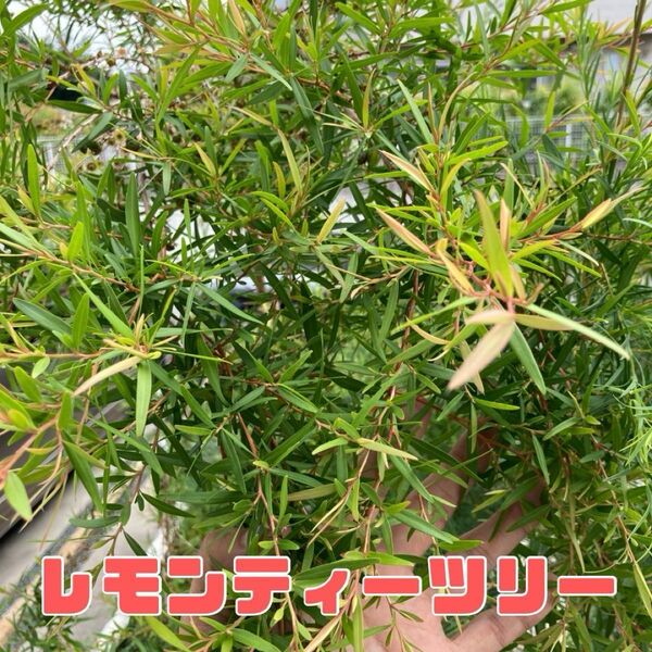 レモンティーツリーの枝 15ー25cm程度 目一杯詰めて ハーブ ドライ