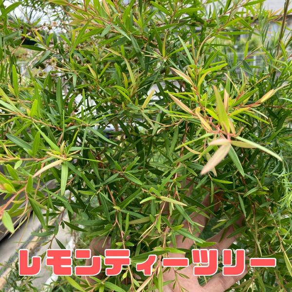 レモンティーツリーの枝 15ー25cm程度 目一杯詰めて ハーブ ドライ 無農薬