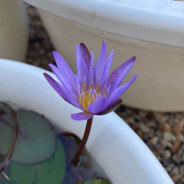 スイレン ミロク G 球根 ニムファ 睡蓮 すいれん ハス スイレン 水生植物 苗 睡蓮 ハス 蓮 レンコン 花蓮