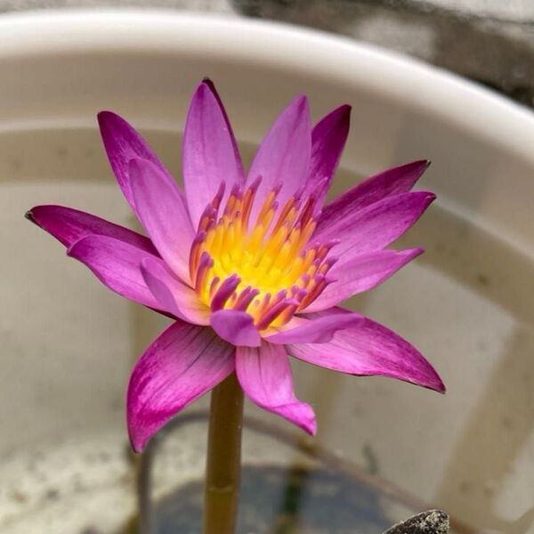 スイレン マミヤォ A 球根 ニムファ 睡蓮 夏の花 苗 水生植物 スイレン 熱帯スイレン