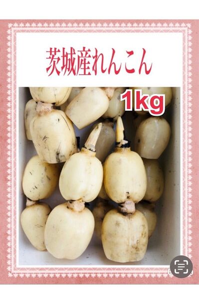 茨城県霞ヶ浦産れんこん 1キロ