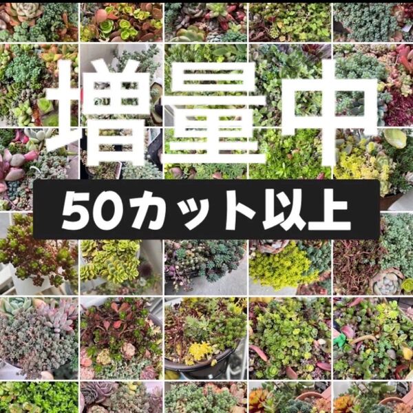 増量中 多肉植物 セダム系ミックス50種類以上 50カット以上