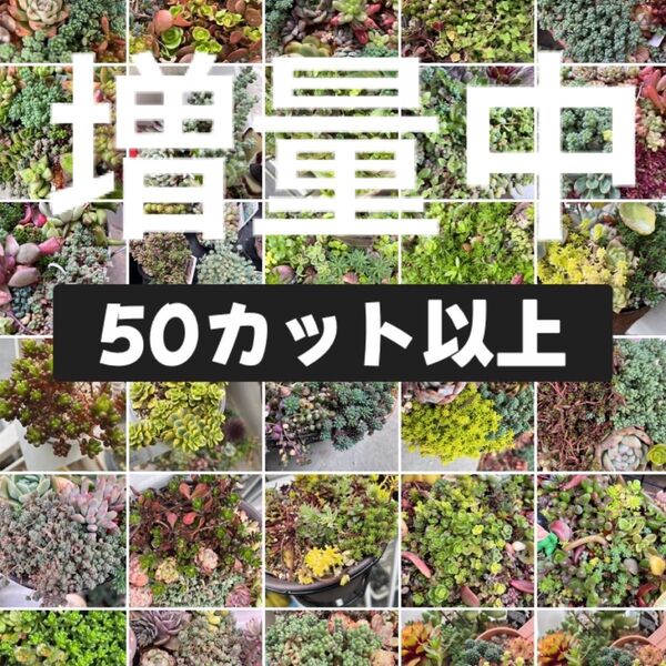 増量中 多肉植物 セダム系ミックス50種類以上 50カット以上